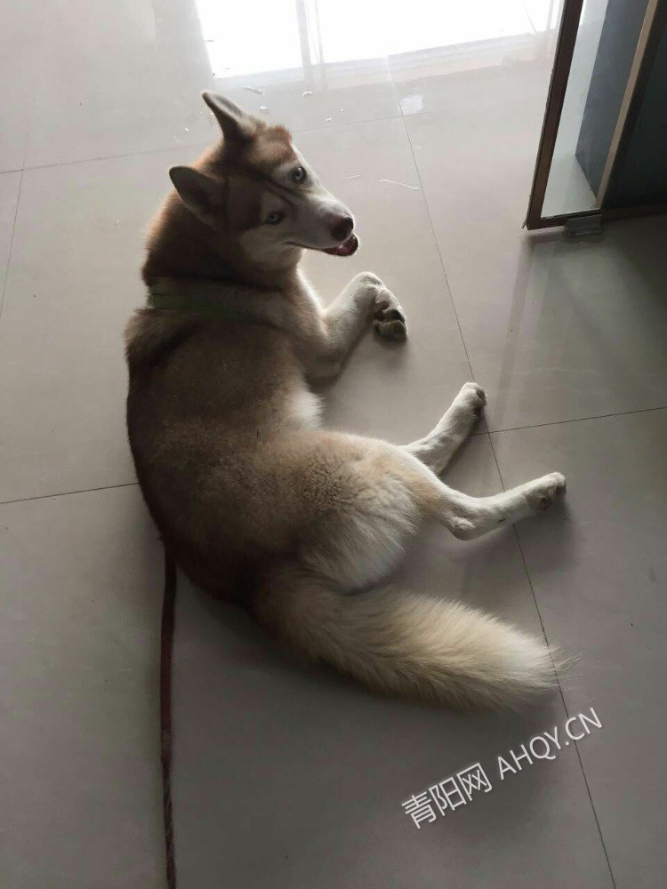 寻找一只黄色哈士奇